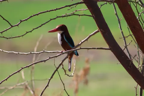 Yalıçapkını Kuşu 4K Duvar Kağıdı · birds · 3840×2560