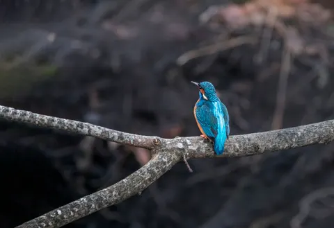 خلفية طائر الرفراف الملون بدقة 4K · birds · 3840×2632