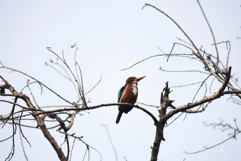 Yalıçapkını Kuşu 4K Duvar Kağıdı · birds · 3840×2560