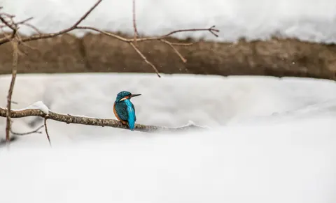 Yalıçapkını Kuşu 4K Duvar Kağıdı · birds · 3840×2327