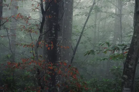 Foggy Road 4K Wallpaper · nature · 3840×2560