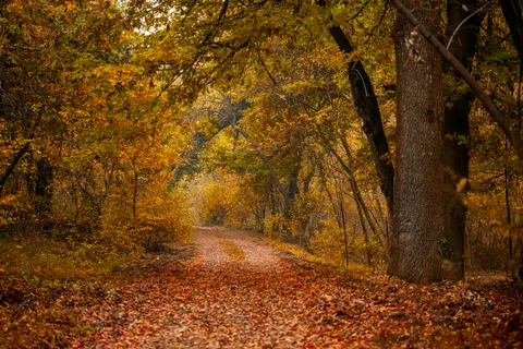 Sfondo Foresta Autunnale 4K · nature · 3840×2560
