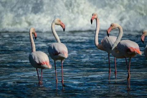 火烈鸟群 4K壁纸 · birds · 3840×2560