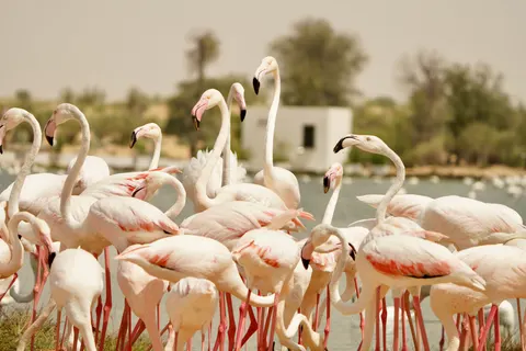 फ्लेमिंगो झुंड 4K वॉलपेपर · birds · 3840×2560