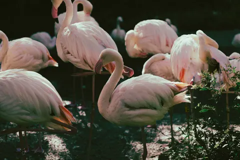 火烈鸟群 4K壁纸 · birds · 3840×2560
