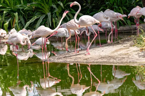 Flamingo Sürüsü 4K Duvar Kağıdı · birds · 3840×2560