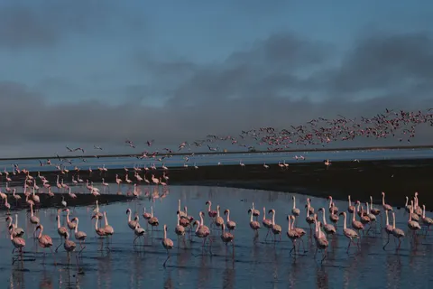 फ्लेमिंगो झुंड 4K वॉलपेपर · birds · 3840×2560