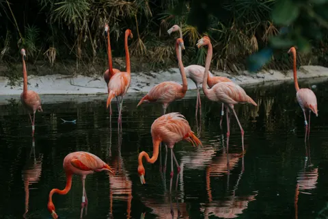 फ्लेमिंगो झुंड 4K वॉलपेपर · birds · 3840×2560