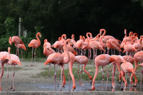 फ्लेमिंगो झुंड 4K वॉलपेपर · birds · 3840×2560
