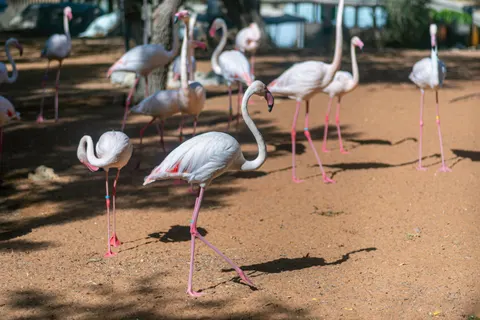 फ्लेमिंगो झुंड 4K वॉलपेपर · birds · 3840×2563