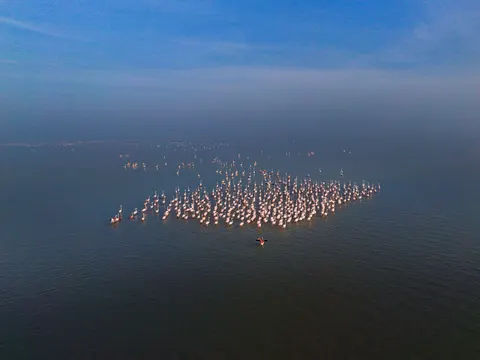 火烈鸟群 4K壁纸 · birds · 3840×2880