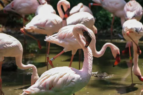 火烈鸟群 4K壁纸 · birds · 3840×2560