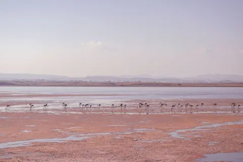 फ्लेमिंगो झुंड 4K वॉलपेपर · birds · 3840×2560