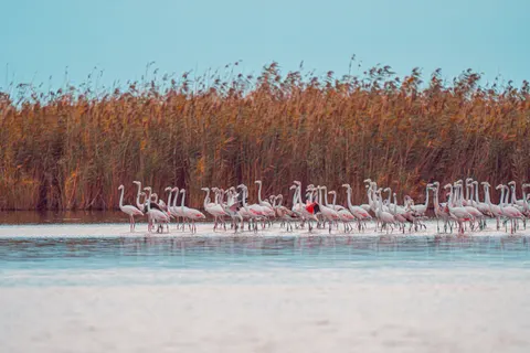 फ्लेमिंगो झुंड 4K वॉलपेपर · birds · 3840×2560