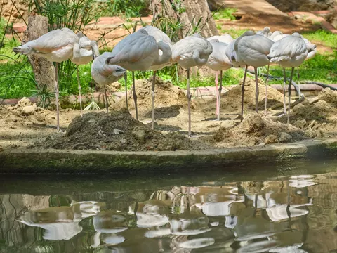 फ्लेमिंगो झुंड 4K वॉलपेपर · birds · 3840×2880