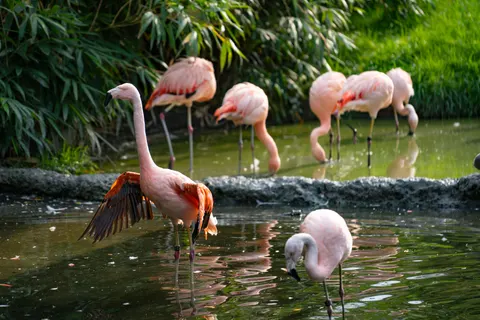 फ्लेमिंगो झुंड 4K वॉलपेपर · birds · 3840×2561