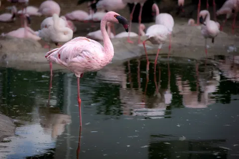 फ्लेमिंगो झुंड 4K वॉलपेपर · birds · 3840×2561