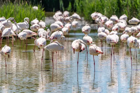 火烈鸟群 4K壁纸 · birds · 3840×2561