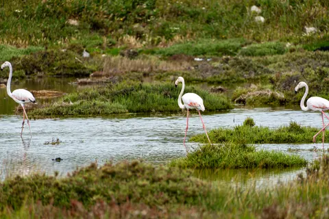 Flamingo Sürüsü 4K Duvar Kağıdı · birds · 3840×2560