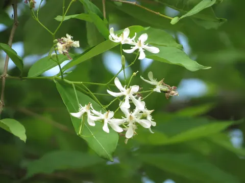 꽃 4K 배경화면 · flowers · 3840×2880