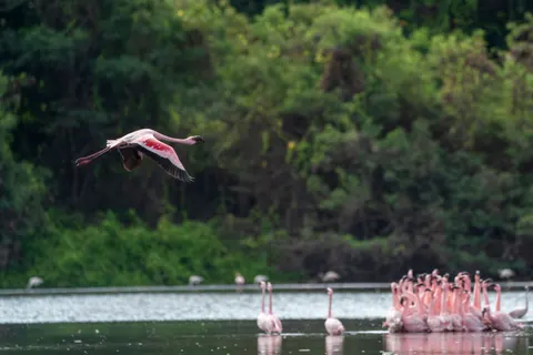 फ्लेमिंगो झुंड 4K वॉलपेपर · birds · 3840×2561