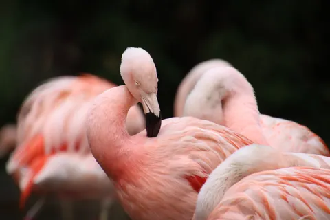 फ्लेमिंगो झुंड 4K वॉलपेपर · birds · 3840×2560