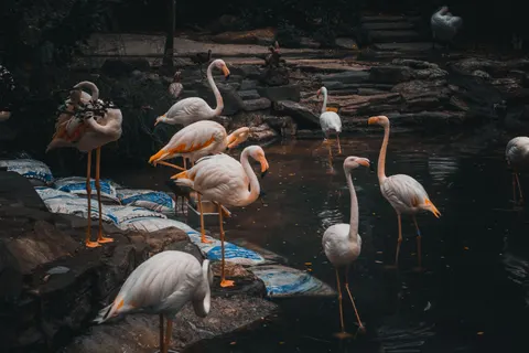 फ्लेमिंगो झुंड 4K वॉलपेपर · birds · 3840×2560