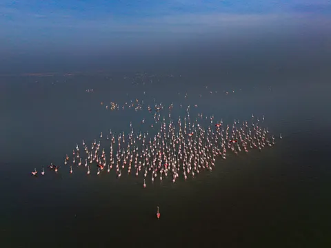 火烈鸟群 4K壁纸 · birds · 3840×2880