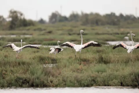 फ्लेमिंगो झुंड 4K वॉलपेपर · birds · 3840×2559