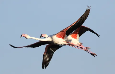 फ्लेमिंगो झुंड 4K वॉलपेपर · birds · 3840×2494