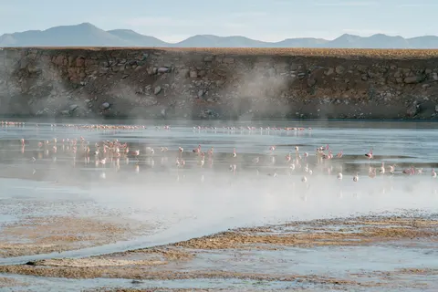 फ्लेमिंगो झुंड 4K वॉलपेपर · birds · 3840×2560