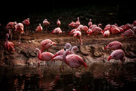 फ्लेमिंगो झुंड 4K वॉलपेपर · birds · 3840×2560