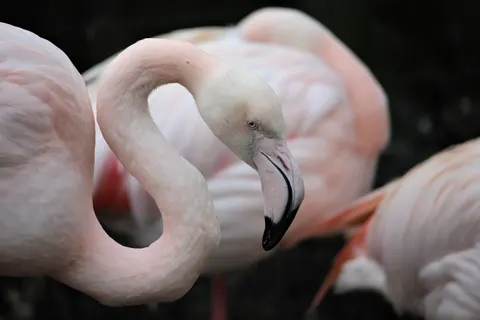 फ्लेमिंगो झुंड 4K वॉलपेपर · birds · 3840×2560