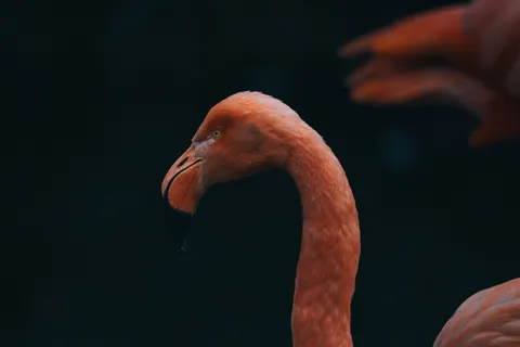 फ्लेमिंगो झुंड 4K वॉलपेपर · birds · 3840×2560