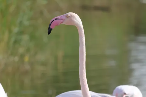 फ्लेमिंगो झुंड 4K वॉलपेपर · birds · 3840×2560