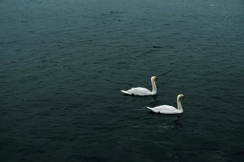 خلفية بجعة أنيقة بدقة 4K · birds · 3840×2560