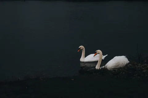 優雅な白鳥 4K壁紙 · birds · 3840×2560