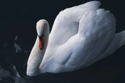 Sfondo Cigno Elegante 4K · birds · 3840×2561