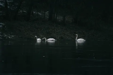 Sfondo Cigno Elegante 4K · birds · 3840×2560