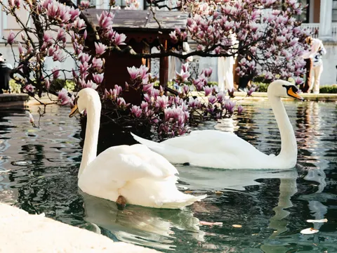 Papel de parede Cisne Elegante 4K · birds · 3840×2882