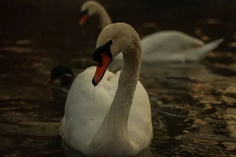 Papel de parede Cisne Elegante 4K · birds · 3840×2560