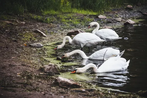 Papel de parede Cisne Elegante 4K · birds · 3840×2560