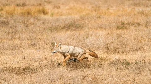 Fondo de pantalla Lobo 4K · animals · 3840×2159