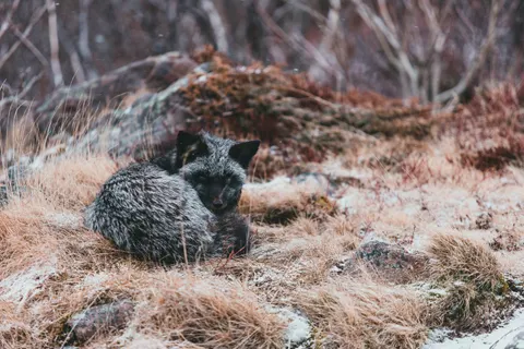 Wolf 4K Wallpaper · animals · 3840×2560