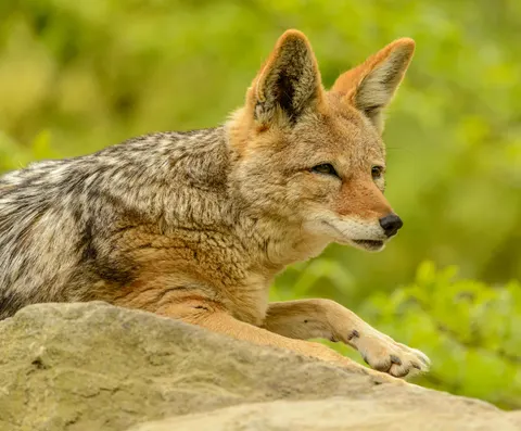 Wolf 4K Hintergrundbild · animals · 3840×3175