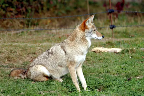 Fond d'écran Loup 4K · animals · 3840×2560