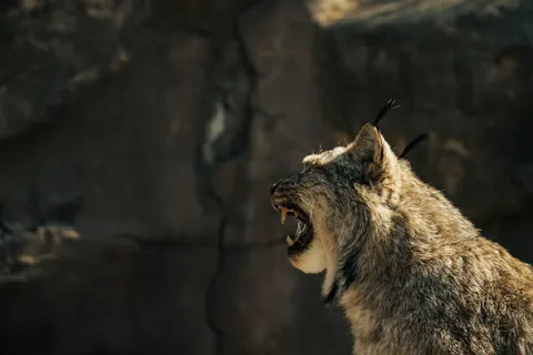 Wolf 4K Wallpaper · animals · 3840×2560