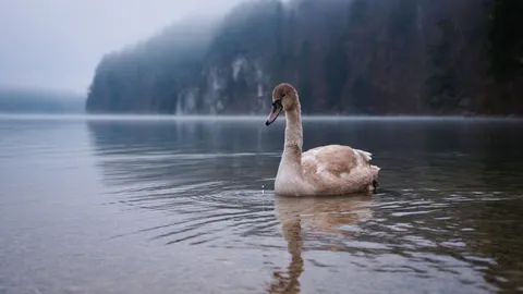 सुंदर हंस 4K वॉलपेपर · birds · 3840×2160