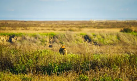 Fondo de pantalla Lobo 4K · animals · 3840×2264