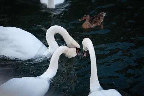 خلفية بجعة أنيقة بدقة 4K · birds · 3840×2561